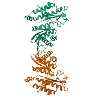 Anticorpo policlonale di coniglio Anti-PIP4K2A per WB, IHC-P, IF/ICC, ELISA - P48426
