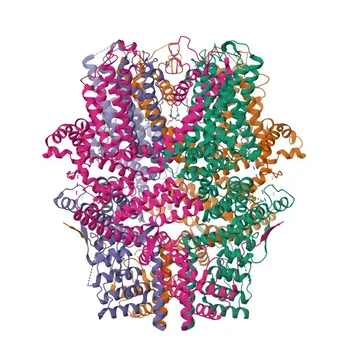 Anti-TRPC4 Polyclonal Antibody for WB & ELISA - Q9UBN4
