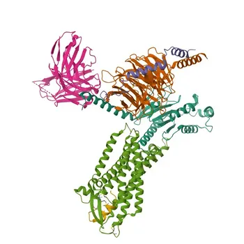 Anti-EDNRB Polyclonal Antibody for WB and ELISA - P24530