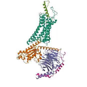 Anti-NPY4R Rabbit Polyclonal Antibody for WB, ELISA - P50391