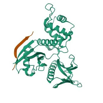 Anti-Radixin Rabbit Monoclonal Antibody for WB, ELISA - P35241
