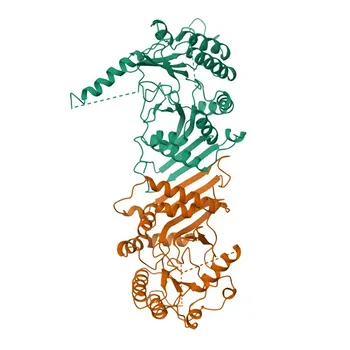 Anti-PIP4K2B Polyclonal Antibody for WB, ELISA - P78356