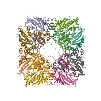 Anti-CKMT1A Rabbit Polyclonal Antibody for WB, ELISA - P12532