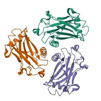 Anti-CD30 Rabbit Monoclonal Antibody for WB, IHC-P, IF/ICC, FC, ELISA - P28908