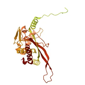 PDHX Rabbit pAb for WB, IP, ELISA - O00330