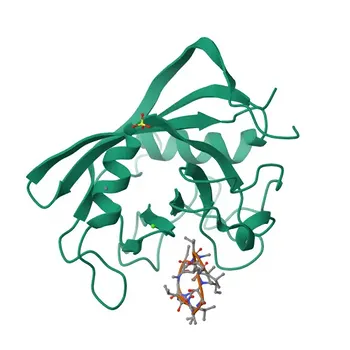 Anti-PPIC Kaninchen-Polyklonaler Antikörper für WB, ELISA - P45877