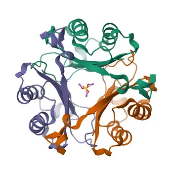 Anti-DDT Rabbit Polyclonal Antibody for WB, ELISA - P30046