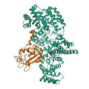 Anticorpo Policlonale Anti-NCBP2 Coniglio per WB, IF/ICC, ELISA - P52298