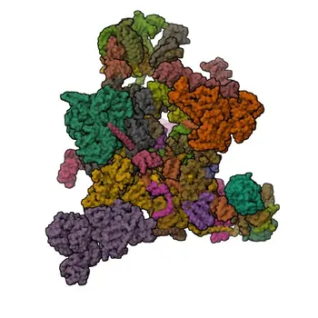 PPIL2 Rabbit pAb for WB, ELISA - Q13356