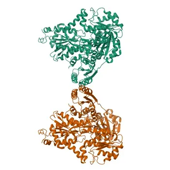 Anti-PFKM Polyclonal Antibody for WB, IF/ICC, ELISA - P08237