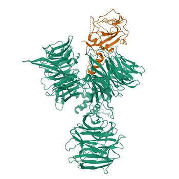 Anti-DDB1 Polyclonal Antibody for WB, IHC-P, IF/ICC, ELISA - Q16531