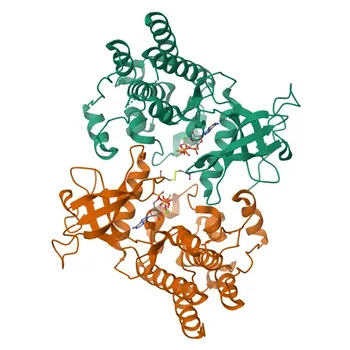 Anti-FGFR2 (KO Validated) Monoclonal Antibody for WB, ELISA - P21802