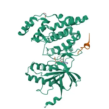 Anti-NFATC3 Rabbit Polyclonal Antibody for WB, IHC-P, IF/ICC, ELISA - Q12968