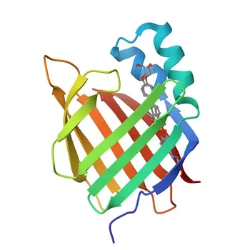 Anti-CRABP2 Polyclonal Antibody for WB, IF/ICC, ELISA - P29373