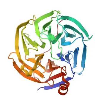 مضاد متعدد النسائل ضد RGN لـ WB و ELISA - Q15493