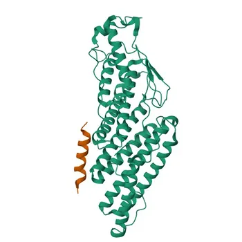 Anti-CHMP4B Rabbit Polyclonal Antibody for WB, IF/ICC, ELISA - Q9H444