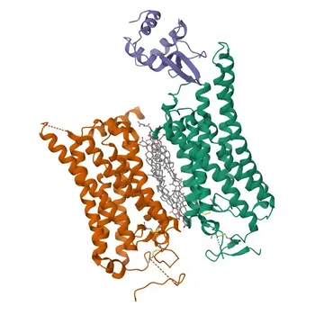 DVL2 Rabbit Polyclonal Antibody for IF/ICC, ELISA - O14641