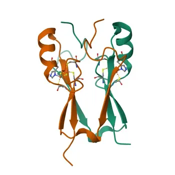 Anti-CISD2 Poliklonaler Antikörper für WB, IHC-P, ELISA - Q8N5K1