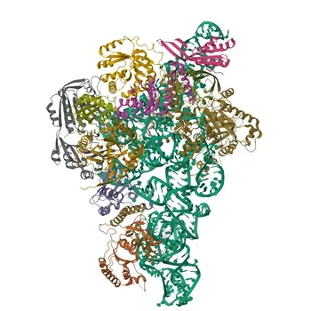 Anti-POP4 Polyclonal Antibody for WB, IHC-P, ELISA - O95707
