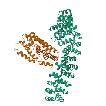 NR5A2 Coniglio pAb per WB, IF-P, IHC-P, ELISA - O00482