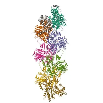 Anticorpo Policlonale Anti-TMOD1 per WB e ELISA - P28289
