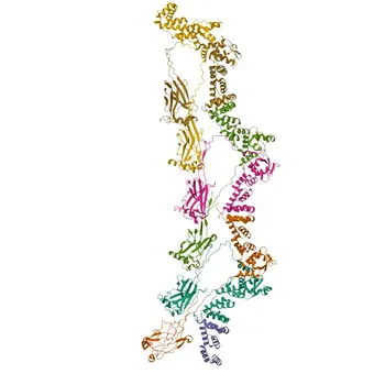 Anticorpo Monoclonal de Coelho Anti-SPOP para WB, ELISA - O43791