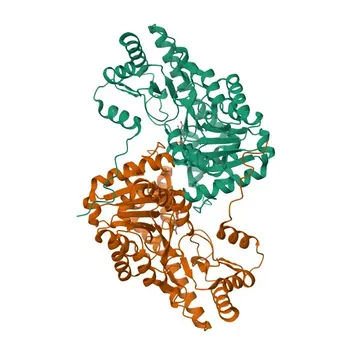 Anticorpo Policlonal Anti-GOT1 para WB, IHC-P, IF/ICC, ELISA - P17174