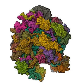 Anti-MRPL11 Rabbit Polyclonal Antibody for WB, ELISA - Q9Y3B7