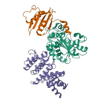 Anti-CNOT8-Polyklonaler Antikörper für WB, ELISA - Q9UFF9