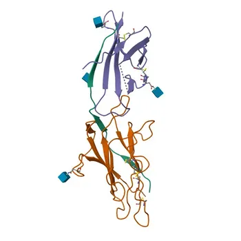 Anti-GP2 Rabbit Polyclonal Antibody for WB and ELISA - P55259