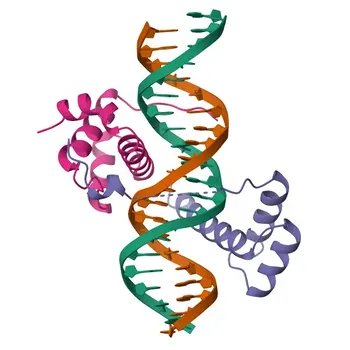 Anticorpo Policlonico de Coelho Anti-HOXB1 para WB, IF/ICC, ELISA - P14653