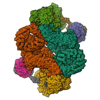 Anti-RICTOR Polyclonal Antibody for WB - Q6R327
