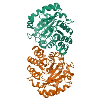 Anti-HMGCL Polyclonal Antibody for WB, IHC-P, ELISA - P35914