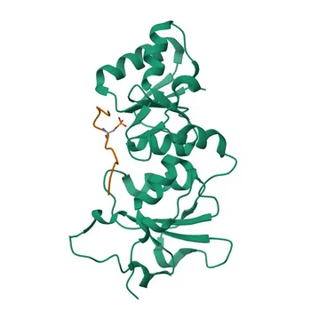 Anti-BRIP1 Rabbit Polyclonal Antibody for WB and ELISA - Q9BX63