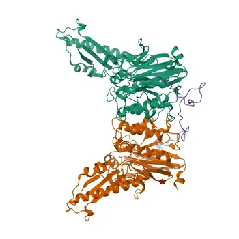 Anti-NBS1/NBN Polyclonal Antibody for WB, IF/ICC, ELISA - O60934