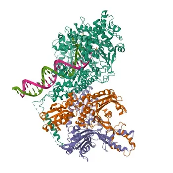 Anticorpo Policlonale di Coniglio Anti-DNA Polimerasi gamma per WB, ELISA - P54098
