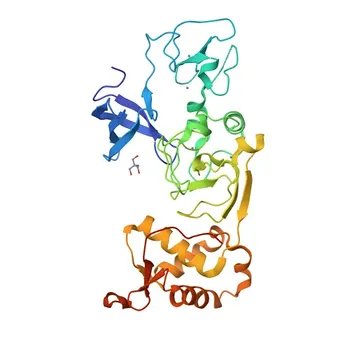 Anti-PHF1 Rabbit Polyclonal Antibody for WB, ELISA - O43189