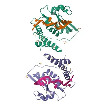 Anticorpo Monoclonal de Coelho Anti-QKI para WB, IHC-P, IF/ICC, IP, ELISA - Q96PU8