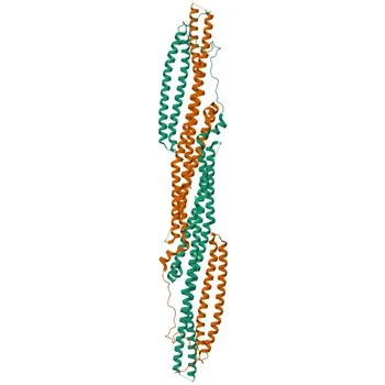 FES Rabbit Polyclonal Antibody for WB, ELISA - P07332