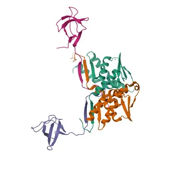 Anti-NCOR1 Rabbit Polyclonal Antibody for WB - O75376