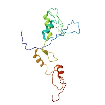 Anti-ZIC3 Polyclonal Antibody for WB and ELISA - O60481