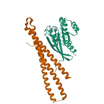 Anti-RAB10 Kaninchen-Polyklonaler Antikörper für WB und ELISA - P61026