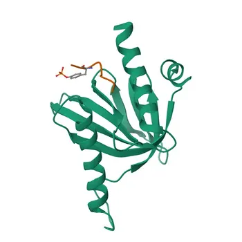 Anti-NUMB Rabbit Polyclonal Antibody for WB, IHC-P, IF/ICC, ELISA - P49757