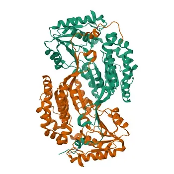 Anti-ALDH3A1 Polyclonal Antibody for WB, IF/ICC, IF-P, ELISA - P30838