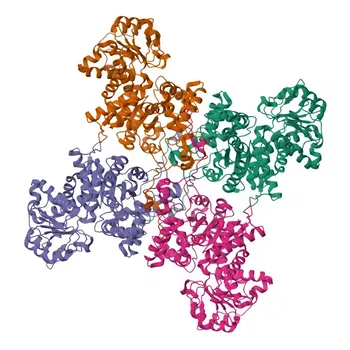 Anti-ME1 Polyclonal Antibody (WB, ELISA) - P48163
