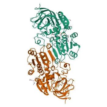 Anti-ADH7 Rabbit Polyclonal Antibody for WB, IF/ICC, ELISA - P40394