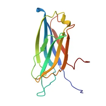 Anti-SYT4 Polyclonal Antibody for WB, IHC-P, IF/ICC, ELISA - Q9H2B2