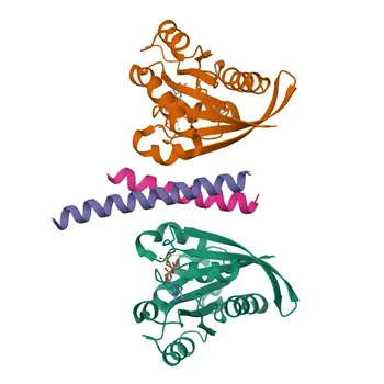 Anti-NDE1 Rabbit Polyclonal Antibody for WB, IHC-P, ELISA - Q9NXR1