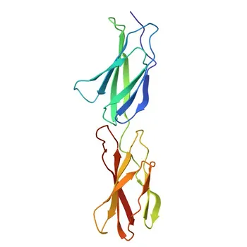 Anti-Fibronectin Polyclonal Antibody for WB, IF/ICC, ELISA - P11276