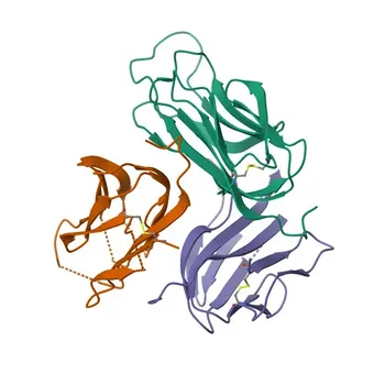 Anti-GITR Ligand/TNFSF18 Rabbit Polyclonal Antibody for WB, ELISA - Q9UNG2